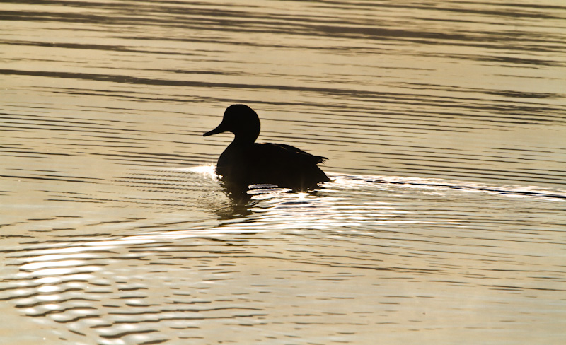 Gadwall Silhouette